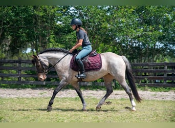 Galés-A, Yegua, 8 años, 135 cm
