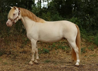 Galés-A, Yegua, 9 años, 117 cm, Perlino