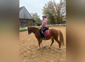 Galés-A, Yegua, 9 años, 140 cm, Alazán