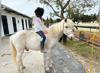 Galés B Mestizo, Caballo castrado, 10 años, 120 cm, White/Blanco