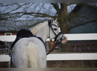 Galés B, Caballo castrado, 10 años, 128 cm