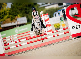 Galés B, Caballo castrado, 10 años, 129 cm, Tordo