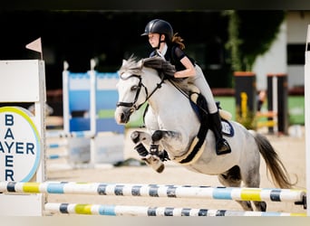 Galés B, Caballo castrado, 10 años, 129 cm, Tordo