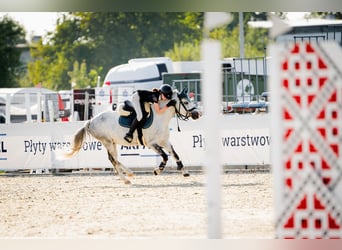 Galés B, Caballo castrado, 10 años, 129 cm, Tordo