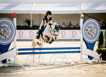 Galés B, Caballo castrado, 10 años, 129 cm, Tordo