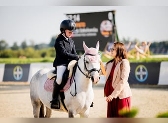 Galés B, Caballo castrado, 10 años, 129 cm, Tordo