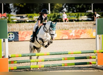 Galés B, Caballo castrado, 10 años, 129 cm, Tordo