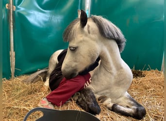 Galés B, Caballo castrado, 10 años, 129 cm, Tordo