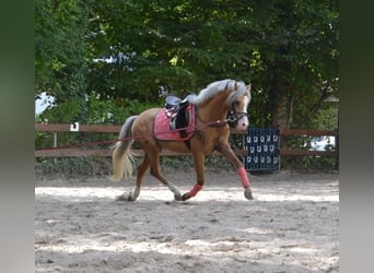 Galés B, Caballo castrado, 10 años, 130 cm, Palomino