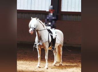 Galés B, Caballo castrado, 10 años, 130 cm, Tordo