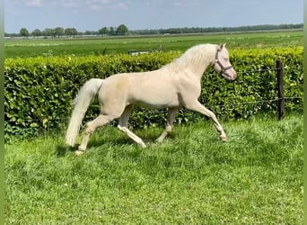 Galés B, Caballo castrado, 10 años, 136 cm, Cremello