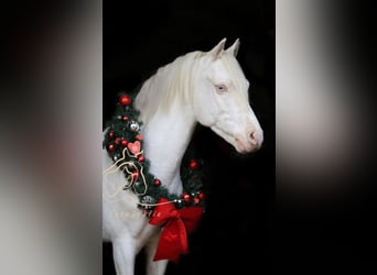 Galés B, Caballo castrado, 10 años, 136 cm, Cremello