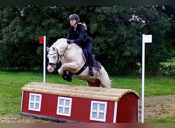 Galés B, Caballo castrado, 10 años, 136 cm, Cremello