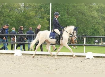 Galés B, Caballo castrado, 10 años, 136 cm, Cremello