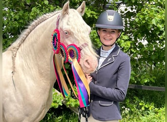 Galés B, Caballo castrado, 10 años, 136 cm, Cremello