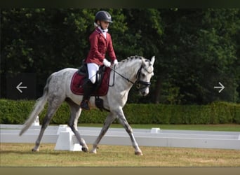 Galés B, Caballo castrado, 10 años, 136 cm, Tordo
