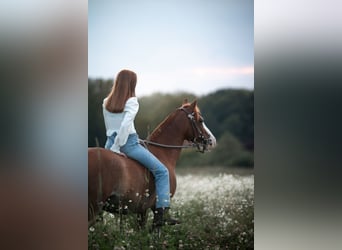 Galés B Mestizo, Caballo castrado, 10 años, 137 cm, Alazán