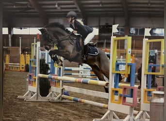 Galés B, Caballo castrado, 10 años, 147 cm, Castaño rojizo