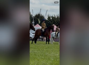 Galés B, Caballo castrado, 10 años, 147 cm, Castaño rojizo