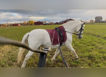 Galés B, Caballo castrado, 11 años, 125 cm