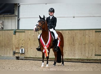 Galés B, Caballo castrado, 11 años, 127 cm, Castaño