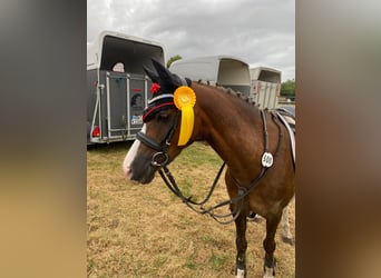 Galés B, Caballo castrado, 11 años, 137 cm, Alazán-tostado