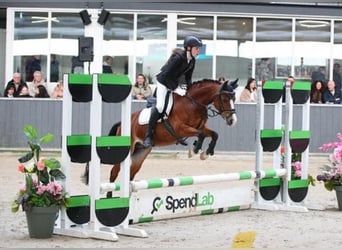 Galés B, Caballo castrado, 12 años, 127 cm, Castaño