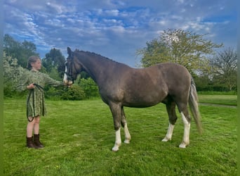 Galés B, Caballo castrado, 12 años, 132 cm, Castaño-ruano