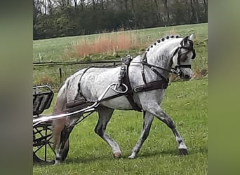 Galés B, Caballo castrado, 12 años, 136 cm, Tordo