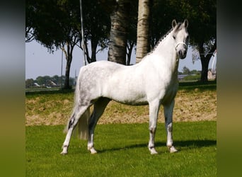 Galés B, Caballo castrado, 12 años, 136 cm, Tordo