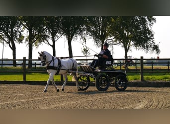 Galés B, Caballo castrado, 12 años, 136 cm, Tordo