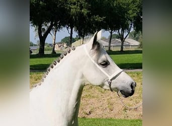 Galés B, Caballo castrado, 12 años, 136 cm, Tordo