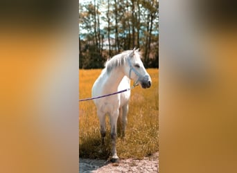 Galés B Mestizo, Caballo castrado, 13 años, 123 cm, Tordo