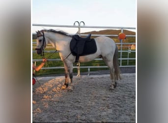Galés B Mestizo, Caballo castrado, 13 años, 123 cm, Tordo