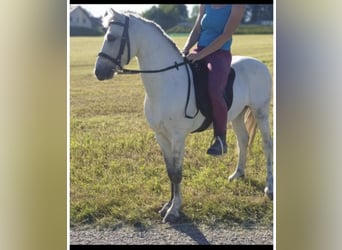 Galés B Mestizo, Caballo castrado, 13 años, 123 cm, Tordo
