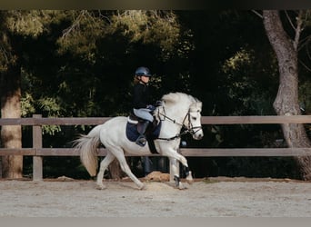 Galés B Mestizo, Caballo castrado, 13 años, 124 cm, Tordo