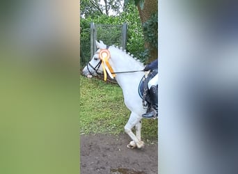 Galés B, Caballo castrado, 13 años, 125 cm, Tordo rodado