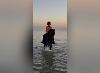 Galés B, Caballo castrado, 13 años, 134 cm, Castaño