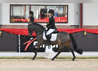 Galés B, Caballo castrado, 13 años, 134 cm, Castaño