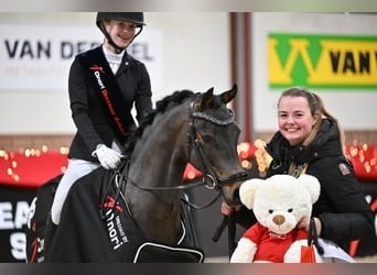 Galés B, Caballo castrado, 13 años, 134 cm, Castaño