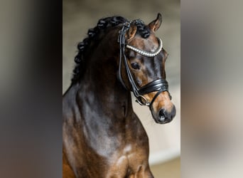 Galés B, Caballo castrado, 13 años, 134 cm, Castaño