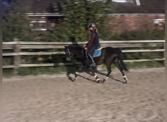 Galés B, Caballo castrado, 13 años, 138 cm, Castaño oscuro