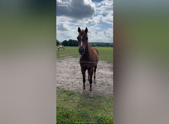 Galés B, Caballo castrado, 13 años, 139 cm, Alazán-tostado