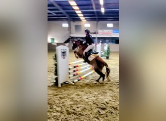 Galés B, Caballo castrado, 13 años, 140 cm, Alazán