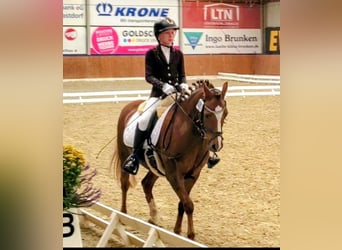 Galés B, Caballo castrado, 13 años, 140 cm, Alazán