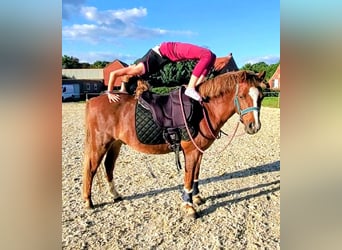 Galés B, Caballo castrado, 13 años, 140 cm, Alazán