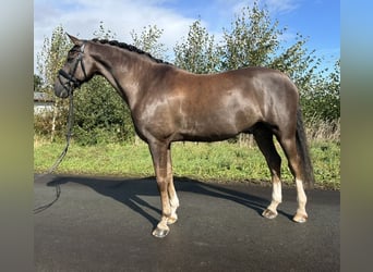 Galés B, Caballo castrado, 13 años, 155 cm