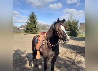 Galés B, Caballo castrado, 13 años, Alazán-tostado