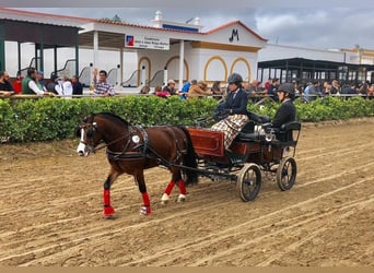 Galés B, Caballo castrado, 14 años, 118 cm, Castaño