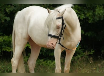 Galés B Mestizo, Caballo castrado, 14 años, 128 cm, Cremello